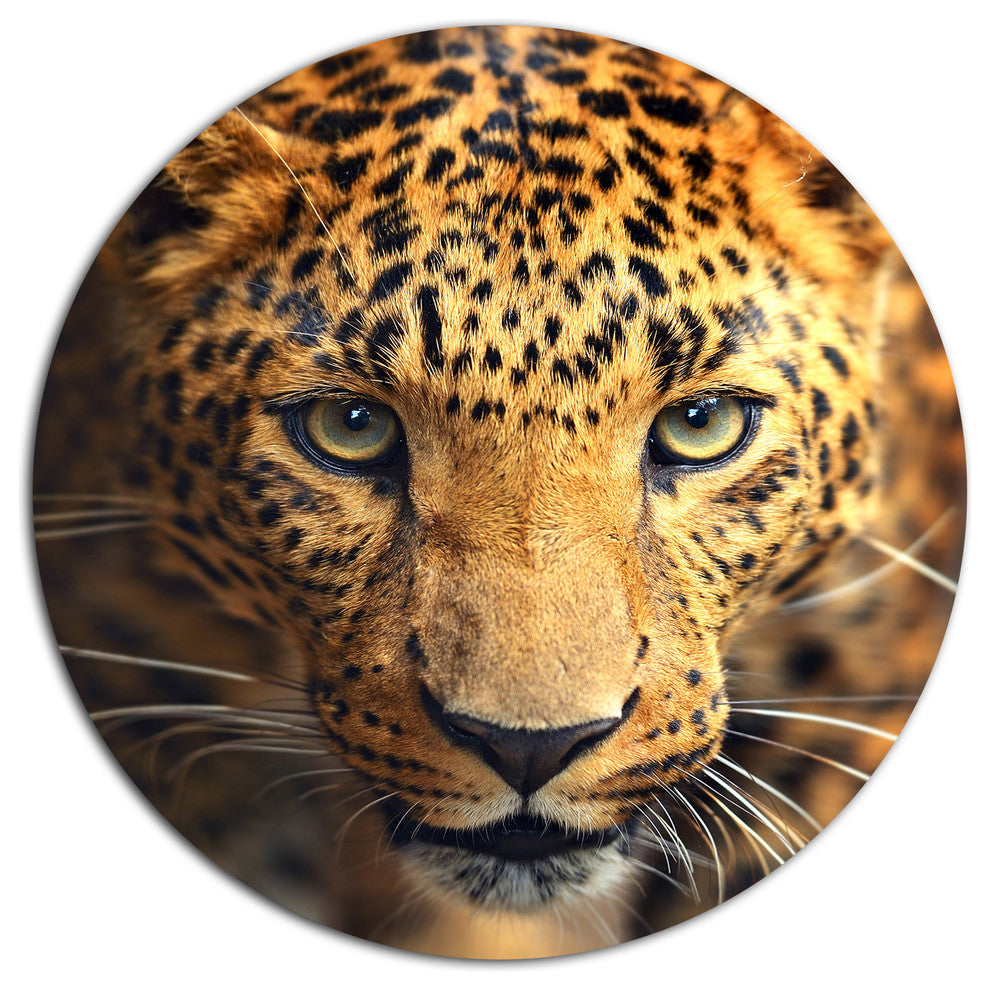 Leopard Face Close-Up, Animal Disc Metal Artwork, 11"