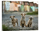 "The Three Musketeers" Stretched Canvas Giclee by Sorin Onisor, 16"x13"