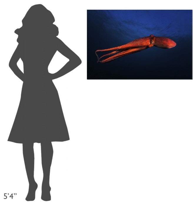 "Red Octopus" Stretched Canvas Giclee by Barathieu Gabriel, 36x24"