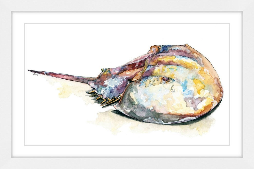 "Horseshoe Crab" Framed Print by Rachel Byler