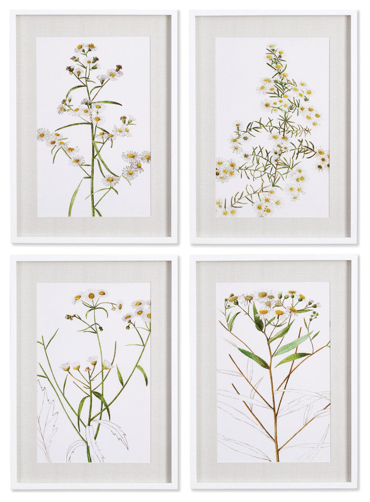 Daisy Prints, Set of 4