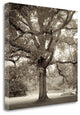 "Hampton Maple - 1" By Alan Blaustein, Giclee Print on Gallery Wrap Canvas