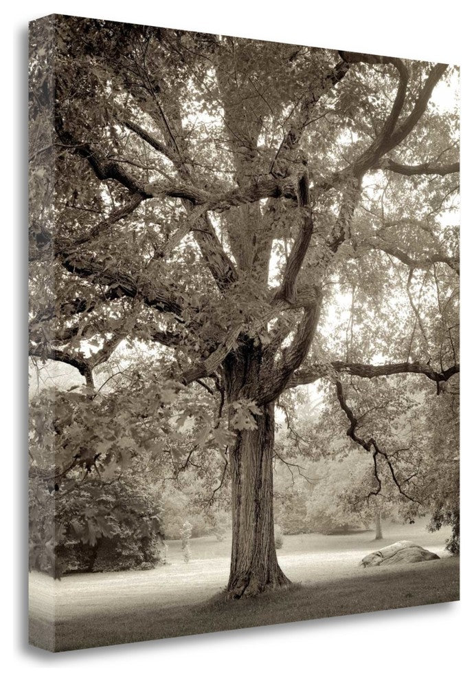 "Hampton Maple - 1" By Alan Blaustein, Giclee Print on Gallery Wrap Canvas