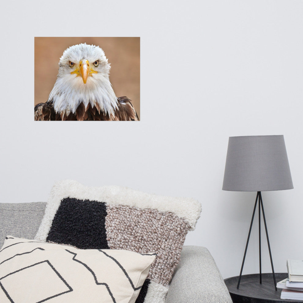 Bald Eagle Portrait Close-up 2 Loose Wall Art Print, 16" X 20"