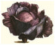 Purple Cabbage- Fine Art Giclee Print 24" x 36"