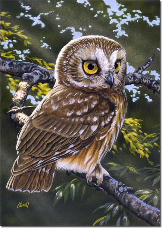 Saw Whet Owl Toland Art Banner
