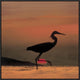 "Little Egret silhouetted at sunset, Africa"  by Tim Fitzharris, 25x25"