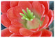 "Claret Cup Cactus flower, Arizona" Print by Tim Fitzharris, 62"x42"