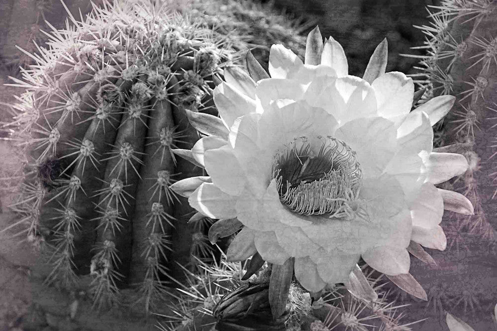 "Desert Queen" Painting Print on Canvas by Robertson