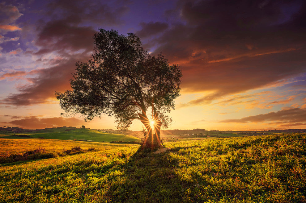 Countryside Olive Tree Sunset Landscape Photo Canvas Wall Art Prints, 24" X 36"