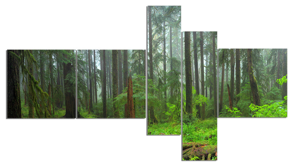 Hoh Rain Forest, Landscape Photography Canvas Art Print, 60"x32", 5 panels