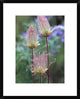 Prairie Smoke Okanagan Valley, British Columbia, Canada, 18"x22"