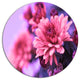 Colorful Autumnal Chrysanthemum, Floral Disc Metal Artwork, 23"