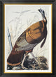 "Wild Turkey" Framed Canvas Giclee by John James Audubon, 26x36"