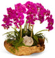 Orchid and Geode in Wood Bowl, Fuchsia