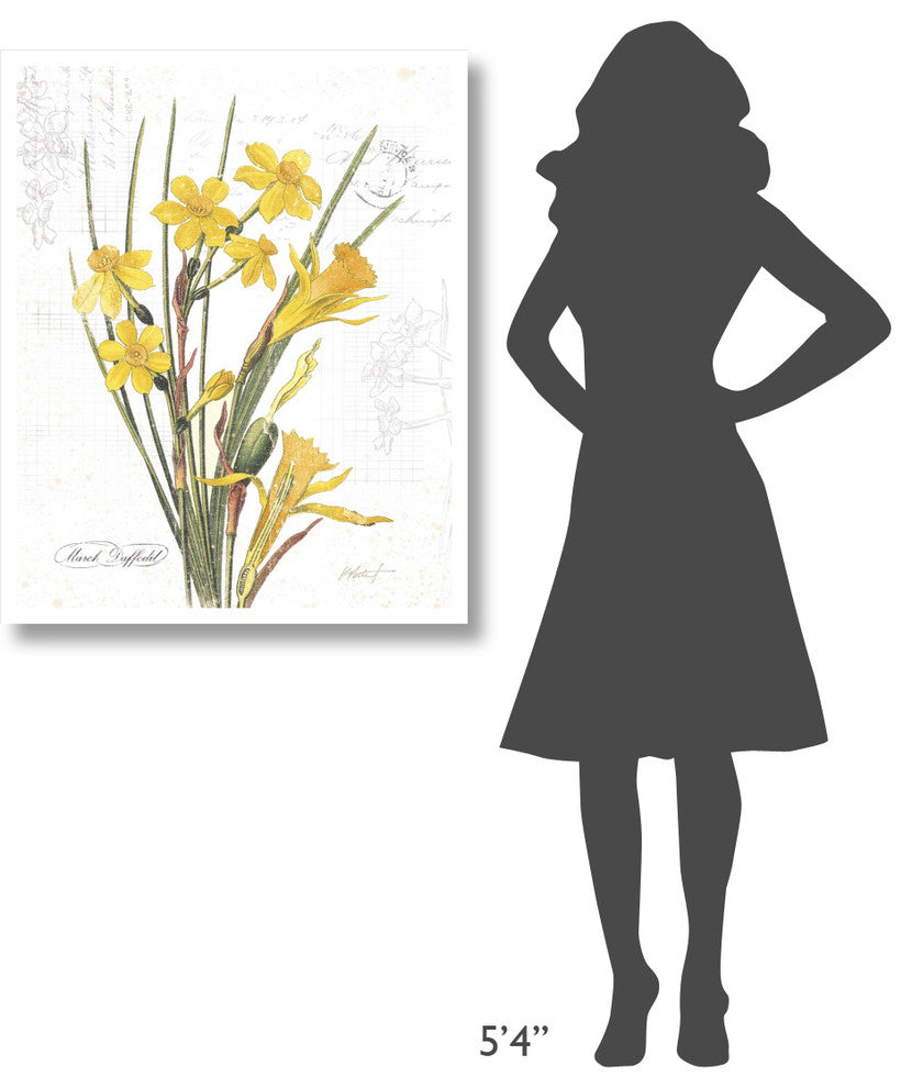 "March Daffodil on White" Digital Paper Print by Katie Pertiet, 30"x37"