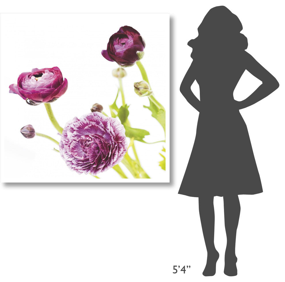 "Spring Ranunculus II" Digital Paper Print by Laura Marshall, 42"x42"