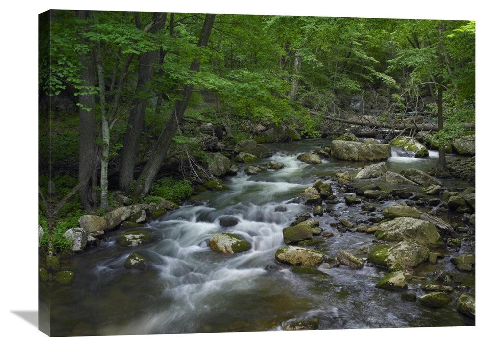 "Little Stony Creek Flowing Through Jefferson National Forest, Virginia" Artwork