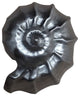 Nautilus Shell Knob, Oil Rub Bronze