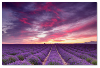 Blanchette Photography 'Pink And Purple' Canvas, 24"x16"