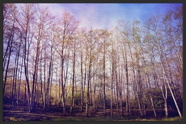 "Forest of Trees" Floater Framed Painting Print on Canvas, 36"x24"