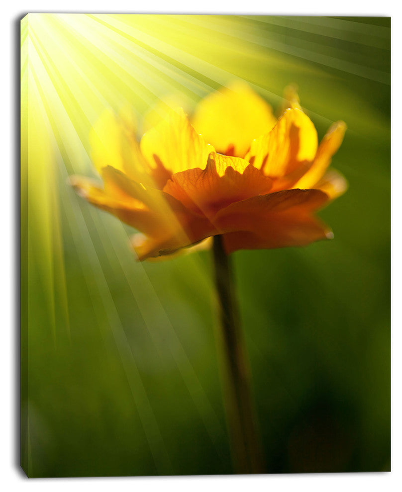 Large Yellow Flower in Spotlight, Large Flower Canvas Art Print, 12"x20"
