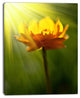 Large Yellow Flower in Spotlight, Large Flower Canvas Art Print, 12"x20"
