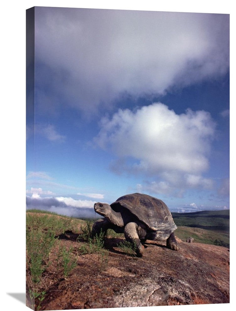 "Galapagos Tortoise, Isabella Island, Galapagos Islands, Ecuador" Artwork