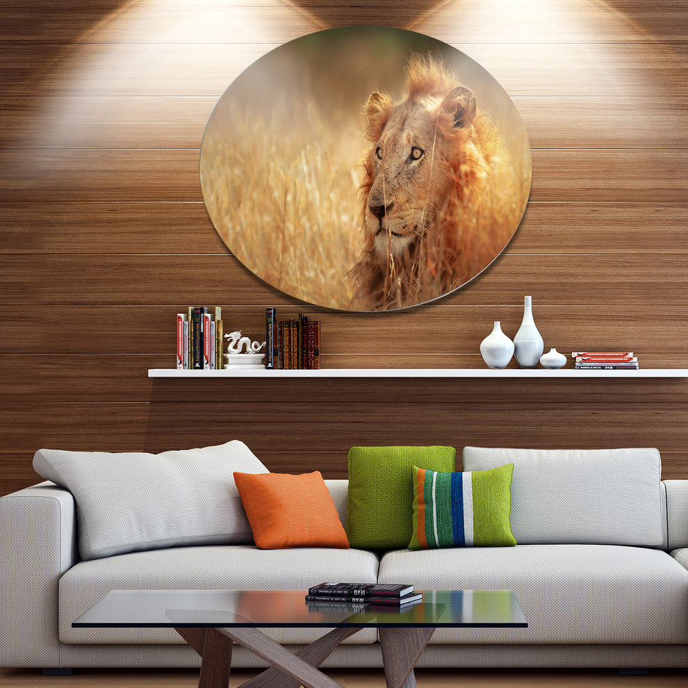 Relaxing Lion In Grassland, African Disc Metal Wall Art, 23"