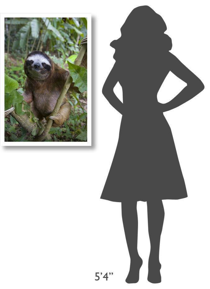 "Brown-throated 3-toed Sloth male, Aviarios Sloth Sanctuary" Paper Art, 22"x32"