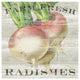 "Farm Fresh Radishes" Digital Paper Print by Sue Schlabach, 26"x26"