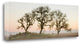 "Oak Tree - 30" By Alan Blaustein, Giclee Print on Gallery Wrap Canvas