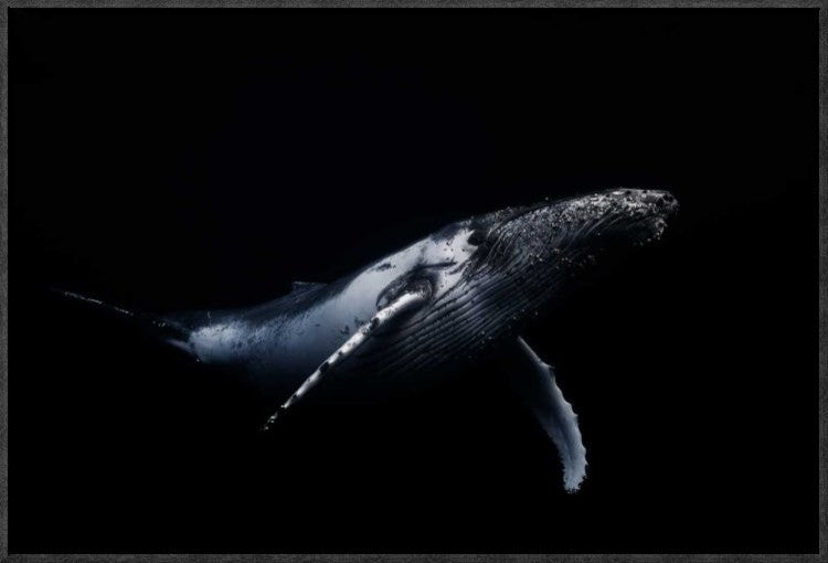 "Black and Whale" Framed Canvas Giclee by Barathieu Gabriel, 23x16"