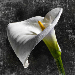 "White Callas" Painting Print on Canvas by Aryai