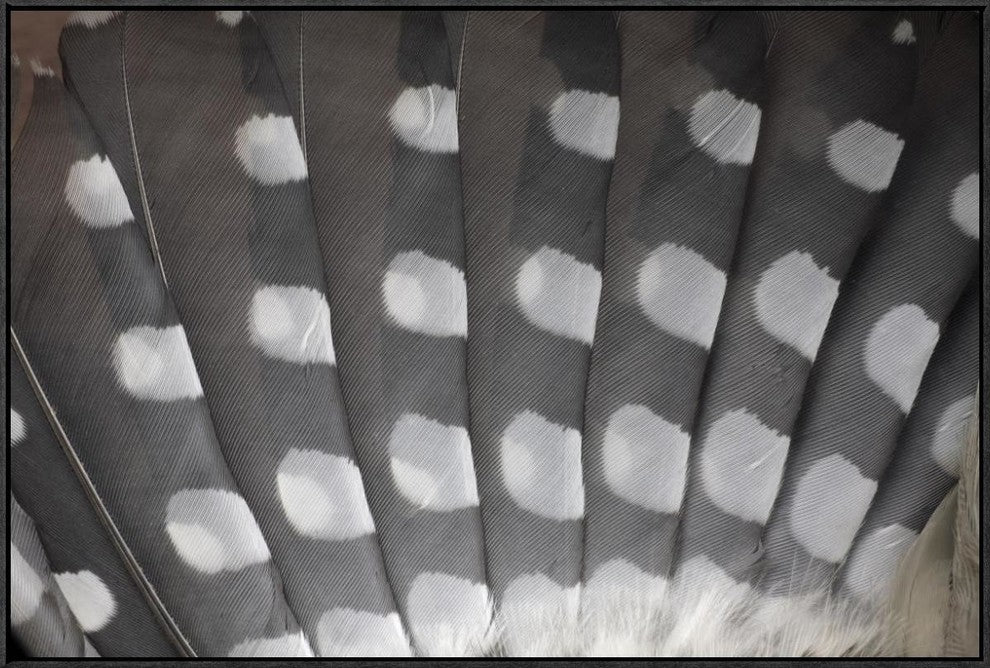 "Great Spotted Woodpecker wing feather detail, Germany"  by Duncan Usher, 37x25"