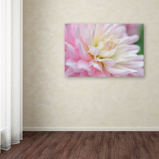 Cora Niele 'White and Pink Dahlia' Canvas Art