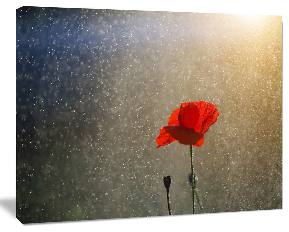 Lone Red Puppy Flower under Lights, Flowers Canvas Wall Artwork, 20"x12"