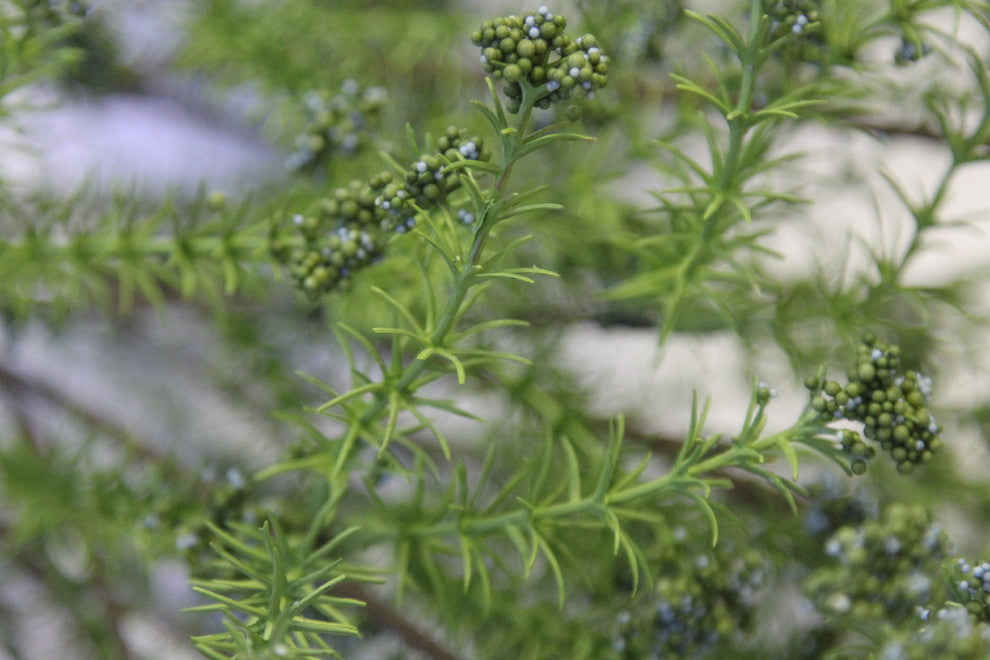 Artificial Berried Spring Rye Flower Bush, Green