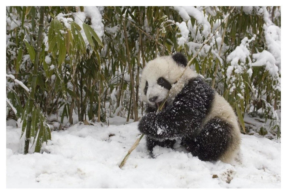 "Giant Panda cub eating bamboo, Wolong Nature Reserve, China" Paper Art, 20"x14"