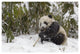 "Giant Panda cub eating bamboo, Wolong Nature Reserve, China" Paper Art, 20"x14"
