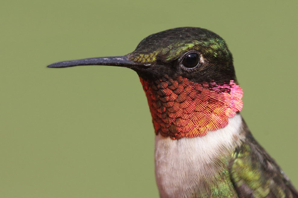 Close-up Ruby-throated Hummingbird Wildlife Photograph Canvas Wall Art Print, 24" X 36"