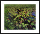 Pond With Lily Pads and Grasses, Cape Cod, Massachusetts, 34"x28"