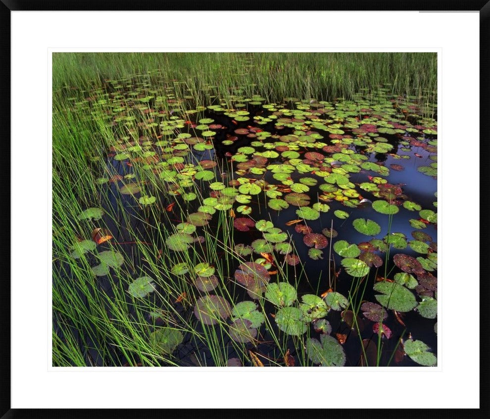 Pond With Lily Pads and Grasses, Cape Cod, Massachusetts, 34"x28"