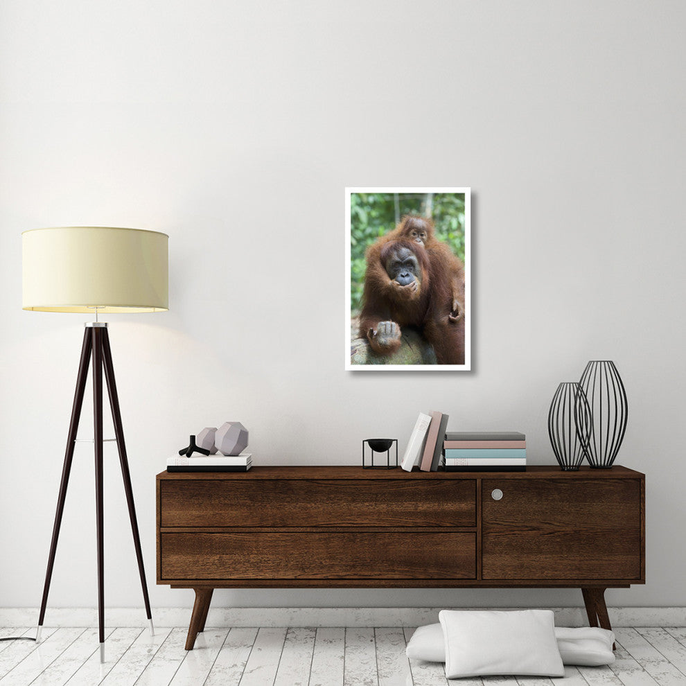 "Sumatran Orangutan mother and playful baby, north Sumatra" Paper Art, 22"x32"
