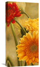 Gerbere Nel Sole I, 12"x24"