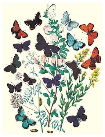 Butterflies: P. Euphemus, P. Cyllarus, Et Al.- Gallery Wrapped Canvas Art