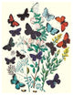 Butterflies: P. Euphemus, P. Cyllarus, Et Al.- Gallery Wrapped Canvas Art
