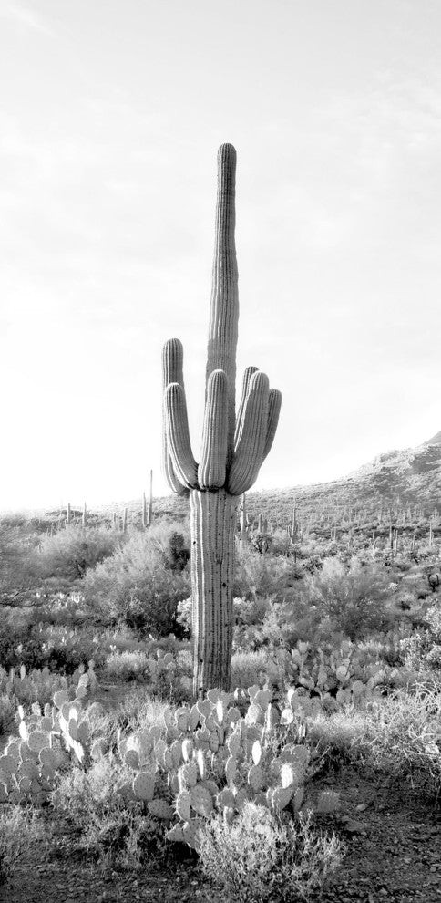 Tall Cactus, Giclee Reproduction Artwork