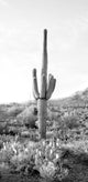 Tall Cactus, Giclee Reproduction Artwork