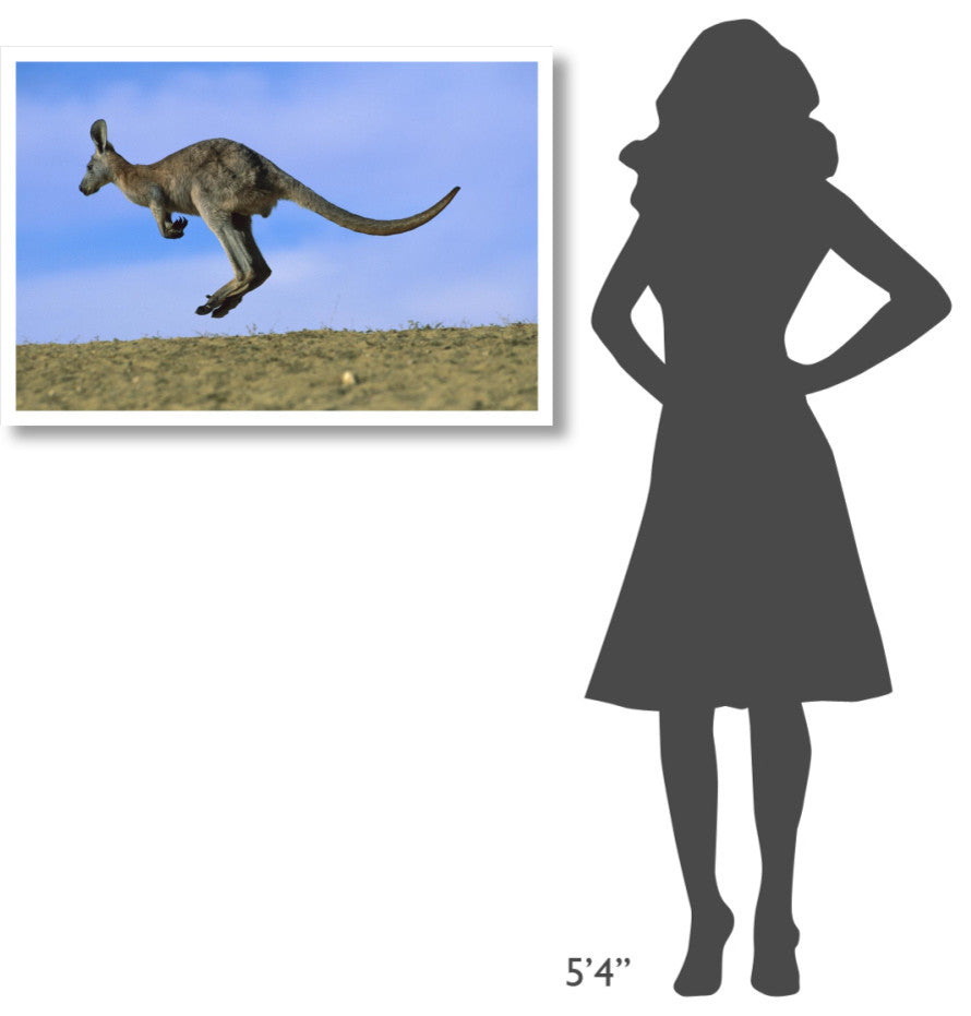 "Wallaroo or Euro Kangaroo hopping, Sturt, New South Wales" Paper Art, 38"x26"